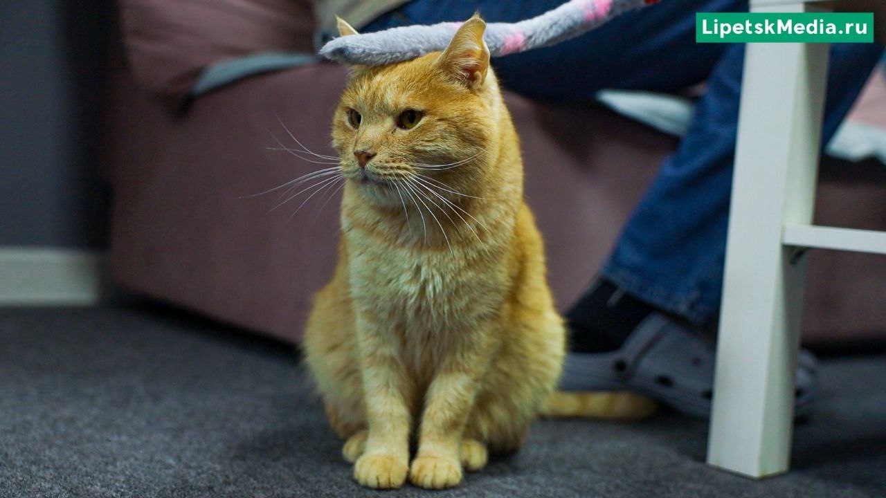 День кошек отмечают в России 1 марта День кошек отмечают в России 1 марта