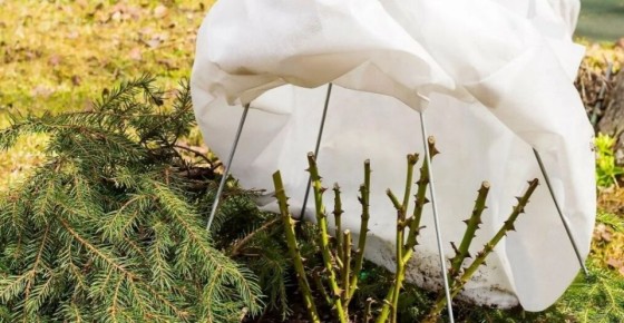 Когда и как укрыть розы на зиму: ключевые советы для садоводов