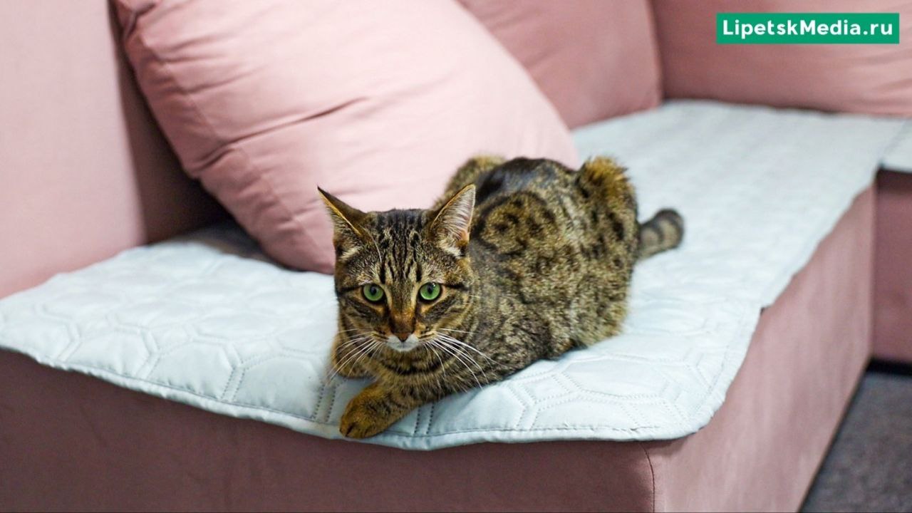 День кошек отмечают в России 1 марта День кошек отмечают в России 1 марта