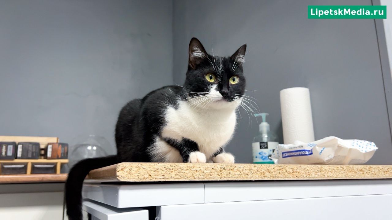 День кошек отмечают в России 1 марта День кошек отмечают в России 1 марта