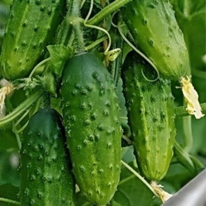Огурец Егорка: рано и вкусно – идеальный выбор для вашего огорода