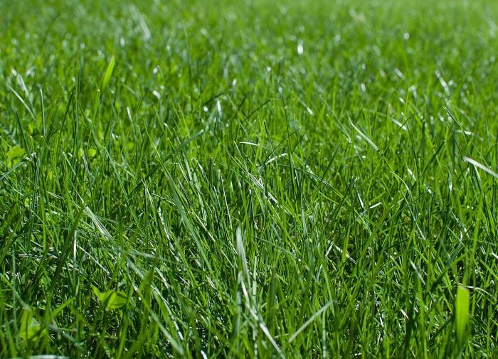 Альтернативные покрытия, которые освободят вас от забот о газоне