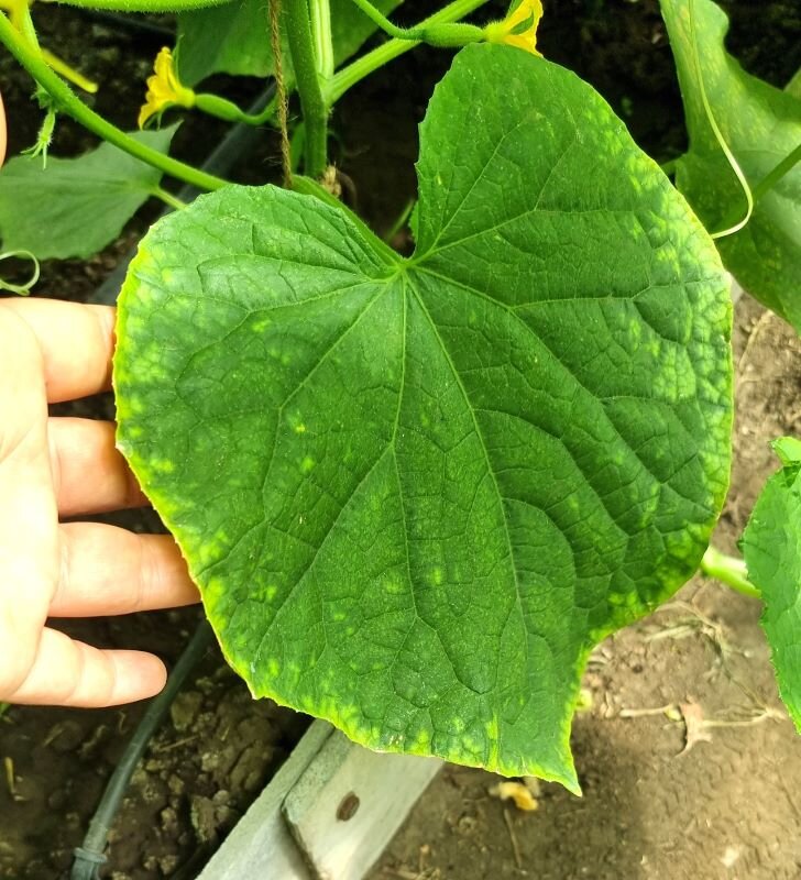 Как правильно подкармливать огурцы для отличного урожая