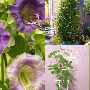 Кобея: Красота экзотического растения для вашего сада