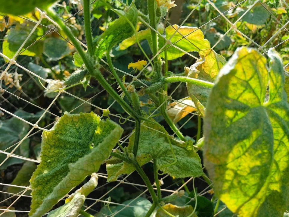 ��� ���������� � ����������� ������ � �������: �������� ������