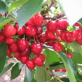 ��� ������� ������� �������: ��������� ������ ��� ���������