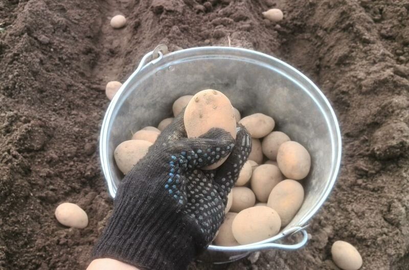 ����� �������� ��������: �������� ������� � ������ ���������