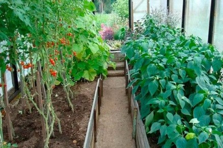 Как правильно сочетать перец с другими культурами в теплице