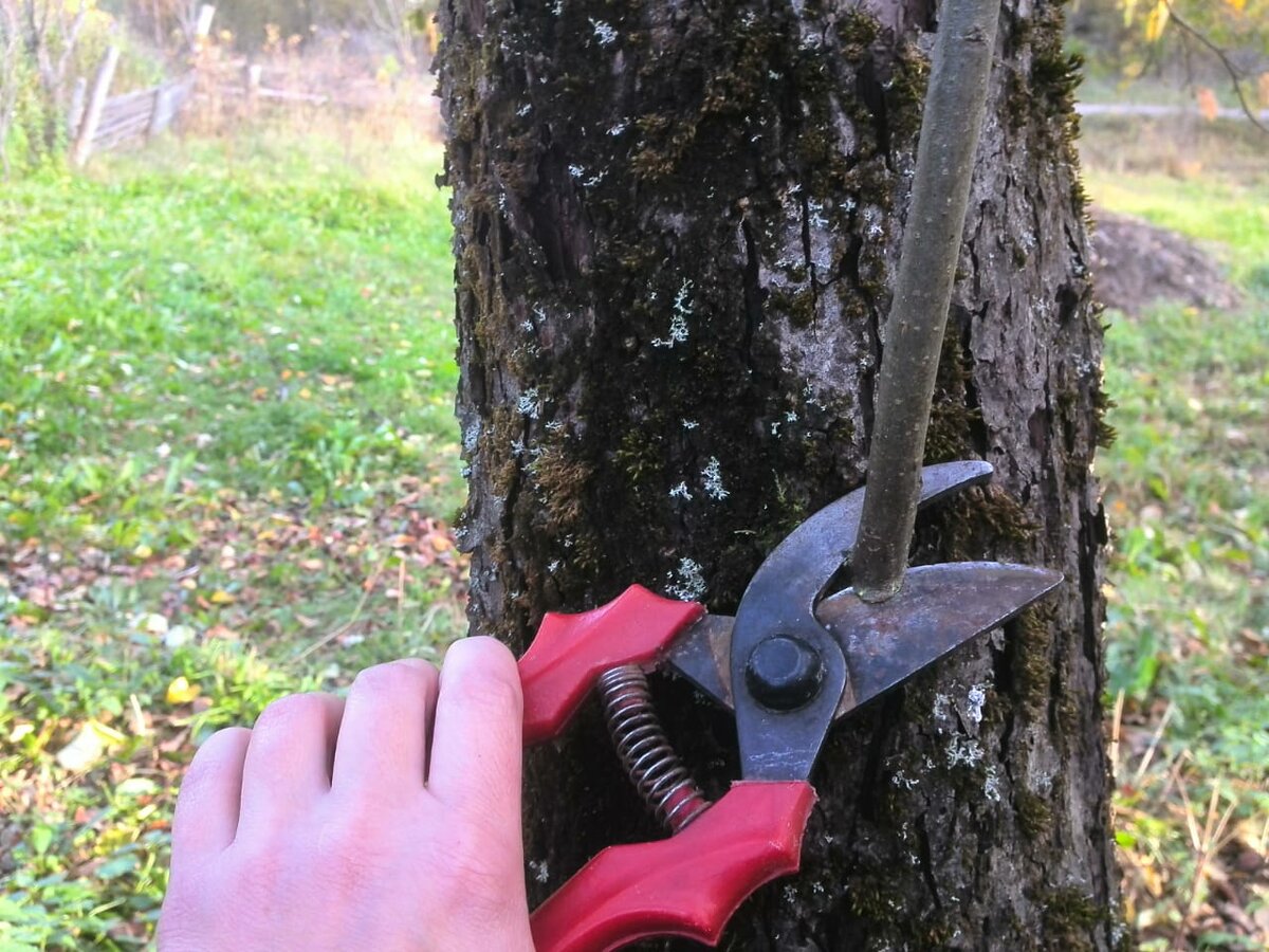 Когда правильно обрезать яблоню весной: полезные советы для садоводов