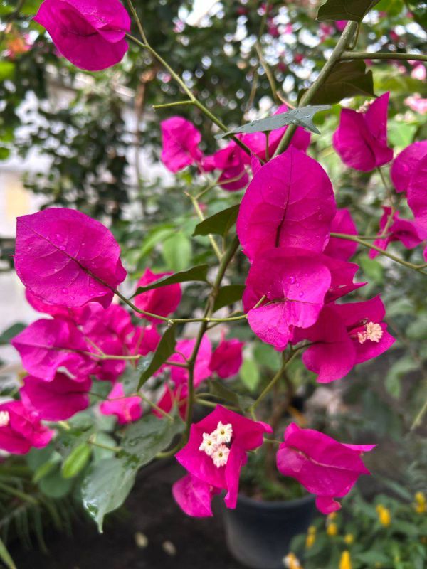 � ���������� ������� ����� �������� ��������