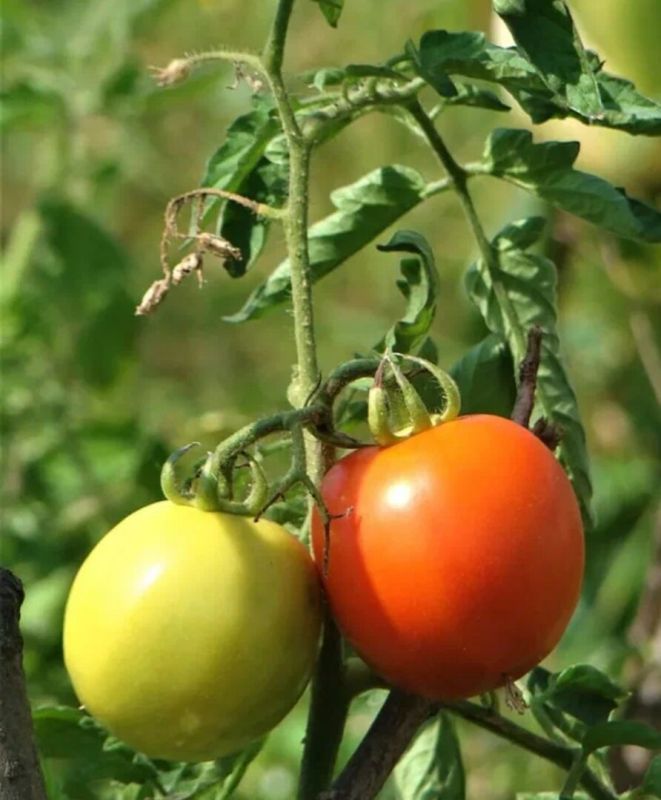 ������, ������� ������������: ���� �������� ��������