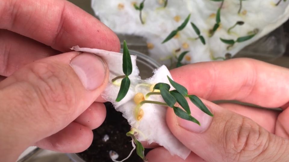 ������ �������� ����������� �����: ��� �������� �������� ����� ��� ������