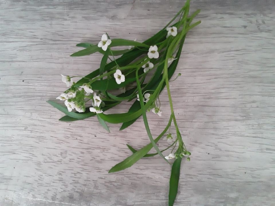 �� �������: ������������ ������������� �������