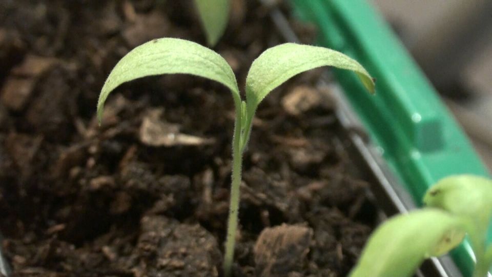 �������� ������� ����������: ������� �������� ����������