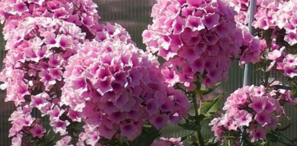 ��� ������ � ������� ������ ��������� �� ��������� ��������