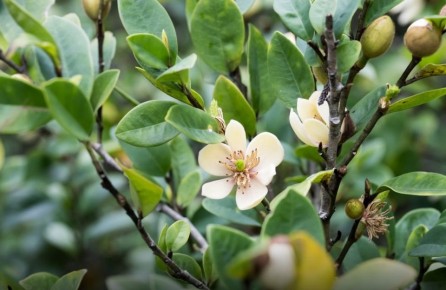 �������� ������: ������ ��������� ��������, ��������� �������