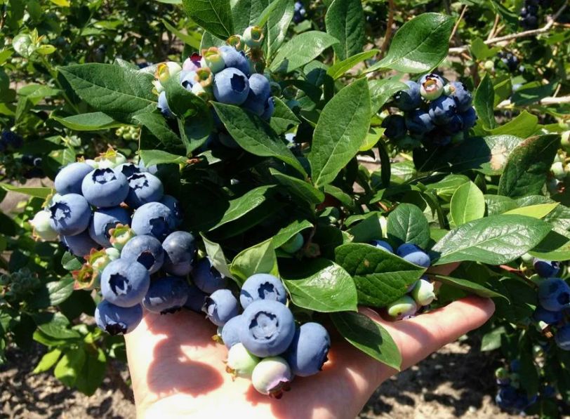 ������ �������� ������� ������� �������� ��� ������