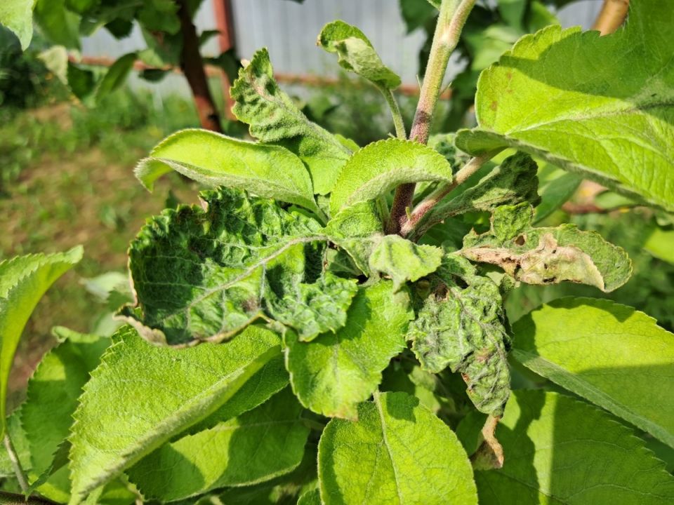 ���������� ������ ������������ ������: ��� ������ � ��� �������������