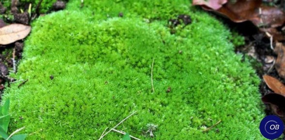 ����������� ������� ������ � ���� �� ������� �������