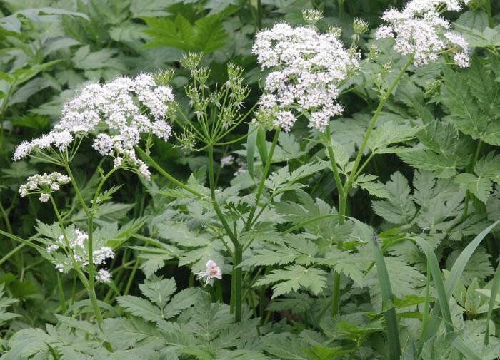 ������, ������� ����� ��������� ��� ���: ��� �������� � �������