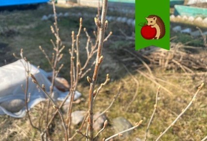 ����� ��������� �������� ������������: ��� ��������� ��������� �� �������