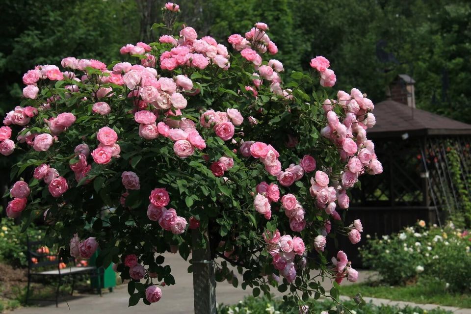 ��� ��������� �������� ��������� ���� ��� ��������� �����