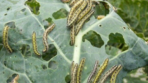 Как эффективно защитить капусту от гусениц: полезные советы