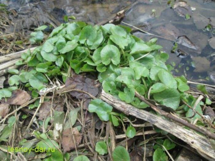 ������ ��������: ��������, �������� �� ���������� ������