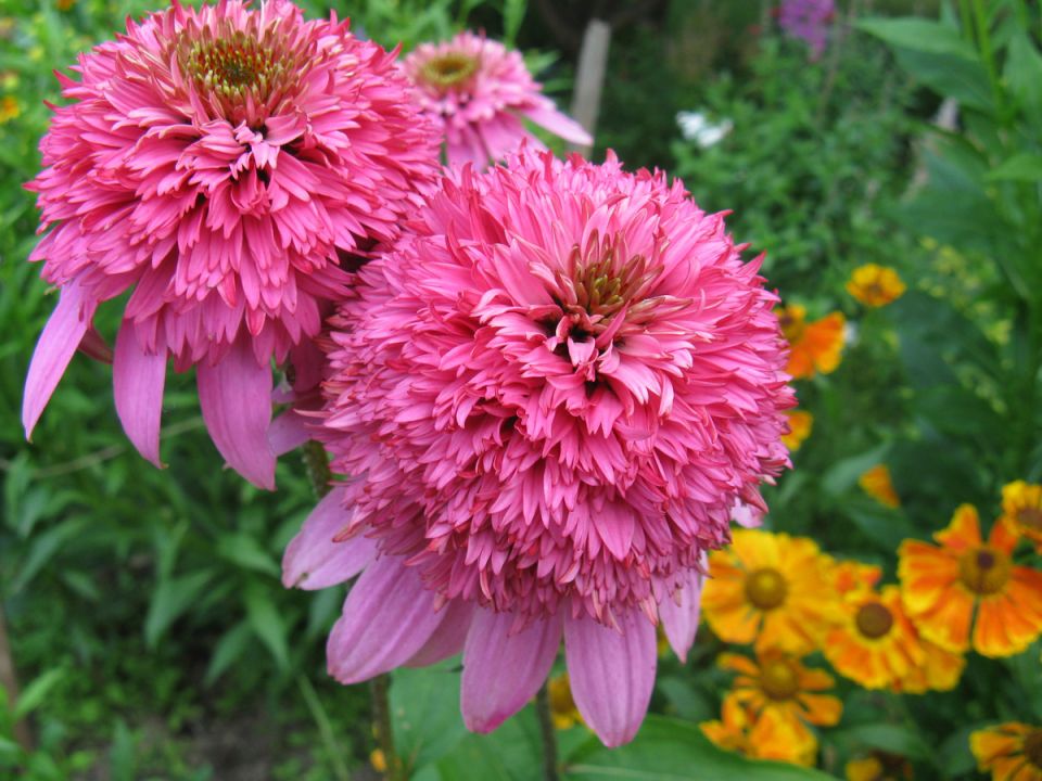 ��������: ������� � ������ ��� ������ ����