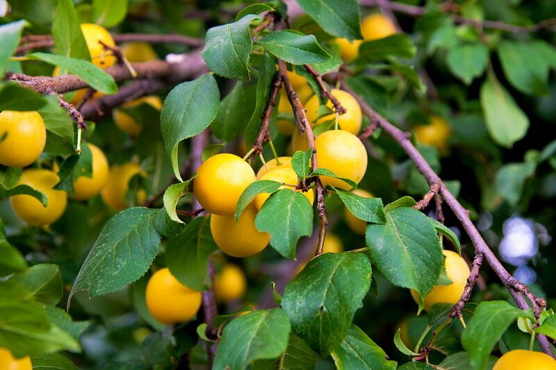 ������� ��������� ����������� ��������: ��� ���������� �� �������� ����