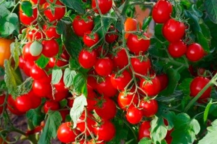 ������ ����������: ������� ��������� ����������� � ���������� �����