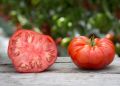 Томаты для гурманов: самые сочные сорта на ваш стол