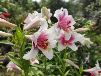 ��� ���������� �����: ������ ��� ���������� ���������