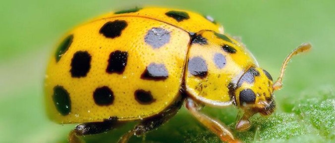 Полезные насекомые для вашего сада: кто станет вашим союзником?