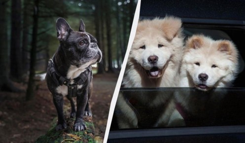 Собаки с выделяющимся запахом: какие породы лучше не заводить в квартире