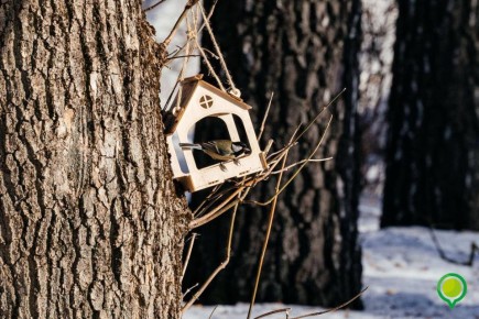 Основной этап конкурса на лучший домик для белок и кормушку для птиц завершён