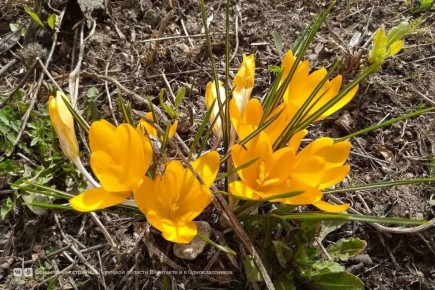 ��� ����������� ������� ��������