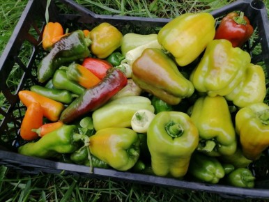 �������� ������ �������� �����: ������� �������� � ���������