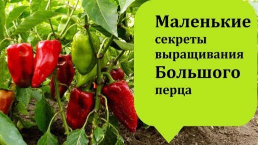 Как вырастить перец с шикарным урожаем: простые советы