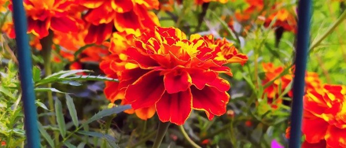 Цветы, которые обогатят ваш огород