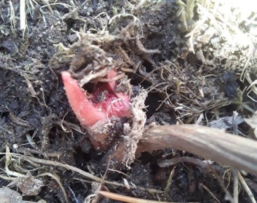 ��� �������� ������� ����� �������: ����������� ���� � �������� ������