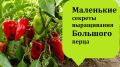 Как вырастить перец с шикарным урожаем: простые советы