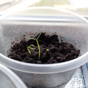 Очередь за удобрениями: когда и как подкармливать рассаду?