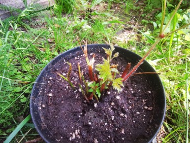 ������ �������� ����� �� ��������� � ����� ����