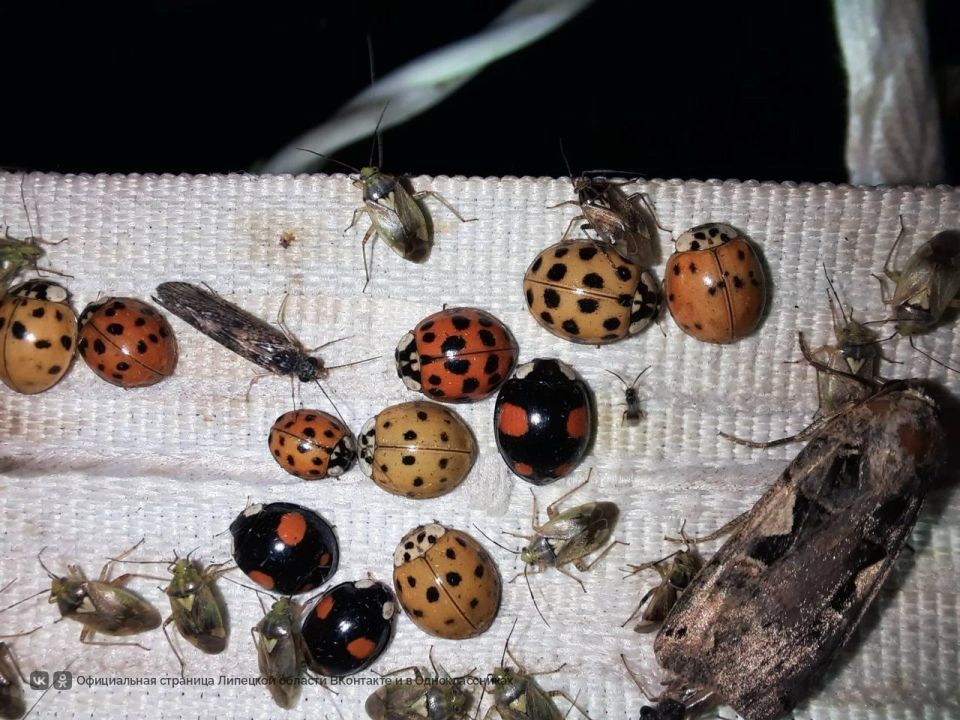 ׸���� ������ ������� � �������� ������� ����� � ��������� ������