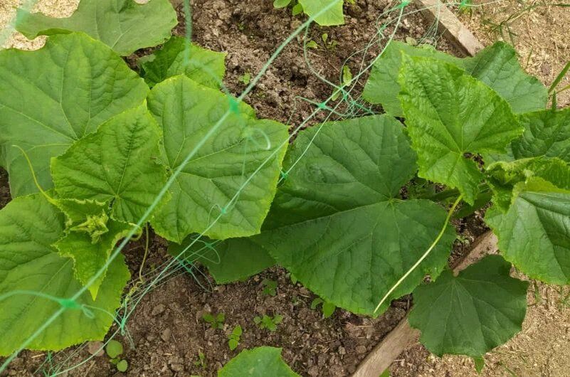 ������ ������� ������ � ������� � ��� � ���� ��������