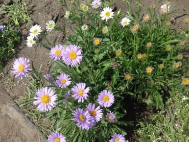 ��� ����� ���������� ������ ��� ����� ������ ���������