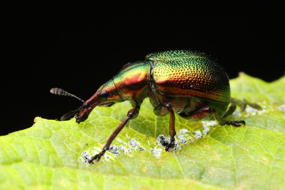 ���������� �������� �����������: ��� �������� ���� ��������