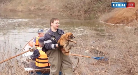 Собаку вытащили с дрейфующей по пруду льдины