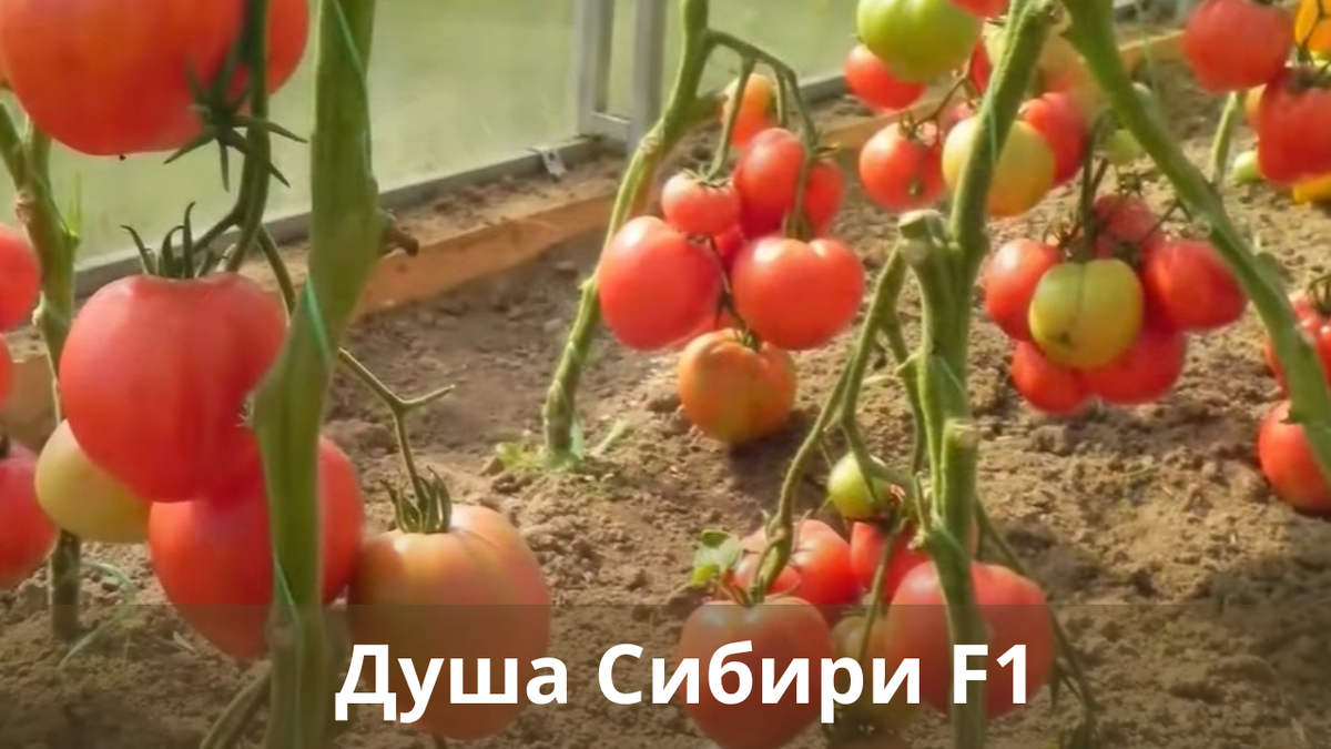 Сибирские томаты: сорта, которые выдержат любые погодные испытания